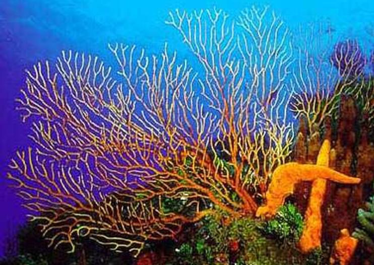 Palancar Reef